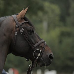 Antarès Origin träns med Aachennosgrimma